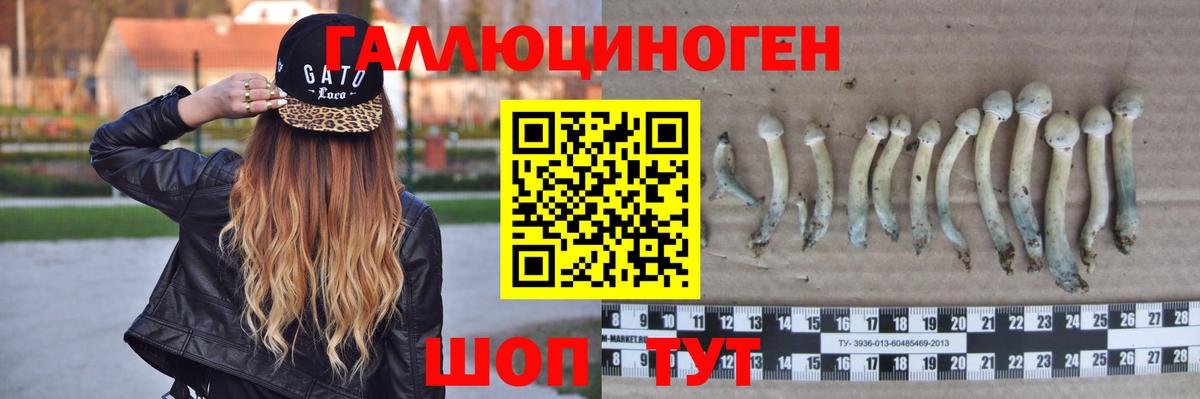 Галлюциногенные грибы Psilocybe  Вход с VPN  Бийск 